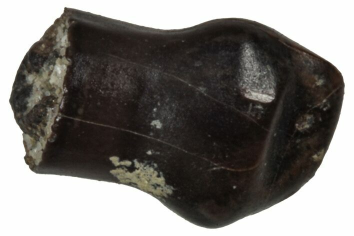 Cretaceous Fossil Dinosaur (Thescelosaurus) Tooth - Montana #350550